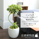 【カンサラ鉢カバー:ホワイト】シェフレラ‘ハッピーイエロー’ 曲がり7号【黄斑入り】【ホンコンカポック】【ヤドリフカノキ】【ミドルサイズ/床置き/御祝/新築祝い/育てやすい/観葉植物】【大型】