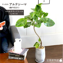 フィカス・アルテシーマ 観葉植物 【マラソンクーポン有！】【マルモラウンドトールLサイズ】アルテシーマ【曲がり】【受け皿付き】【おしゃれなモルタル製鉢】