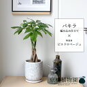 【25日はP5倍!】【マラソンクーポン有!】パキラ 編み込み仕立て【ピエドロベージュ】【スモールサイズ/受け皿付き/陶器鉢/鉢植え/白/グレー/ミュールミル】5...