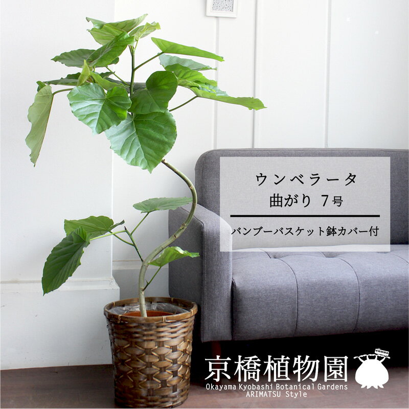 【30日はP5倍！】【バンブーバスケット鉢カバー】ウンベラータ 曲がり 7号【ミドルサイズ/インテリア/お祝い/開店祝い/引越祝い/新築祝い/ギフト/プレゼント/育てやすい/観葉植物/楽天/通販/大型】