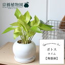 【マラソンクーポン有!】ポトス・ライム【陶器鉢/受け皿付】【スモールサイズ/ドロマイト製/白/ホワイト】
