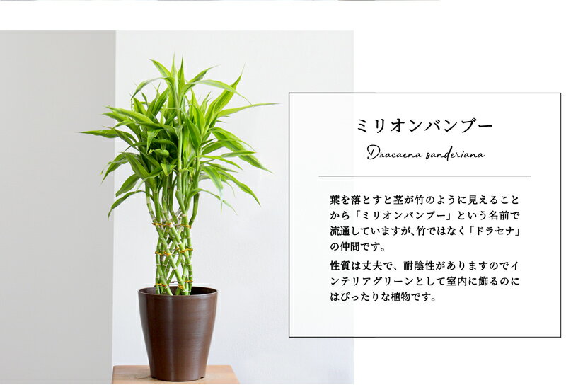 幸運の木 サンデリアーナの育て方 植え替え 剪定方法や増やし方をご紹介 暮らし の
