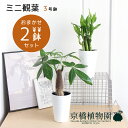 おまかせ ミニ観葉植物3号鉢・2点セット【受け皿付き】パキラ/ゴムノキ/サンスベリア/ドラセナ/ヤシ/お試し/スモールサイズ/鉢植え/プラ鉢