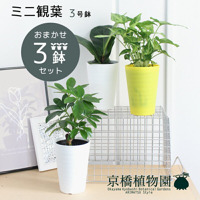 ヤシ おまかせ ミニ観葉植物3号鉢・3点セット【受け皿付き】パキラ/ゴムノキ/サンスベリア/ドラセナ/ヤシ/お試し/卓上サイズ/鉢植え/プラ鉢