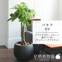 【10日はP5倍!】【マラソンクーポン有】パキラ 8号【ローバルーン鉢カバー/アンティークブラウン】【大きめサイズの編み込み仕立て】【ミドルサイズ】【父の日 ギフト】