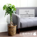 【15日はP5倍!】【マラソンクーポン有!】【バンブーバスケット鉢カバー】パキラ 7号【受け皿付】【編み/竹製/カゴ付/ブラウン/ミドルサイズ/ギフト/プレゼン...