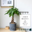 【25日はP5倍!】【マラソンクーポン有!】パキラ 編み込み仕立て【カレント/ブラック】【スモールサイズ/受け皿付き/陶器鉢/鉢植え/黒/ブラック/ミュールミル...