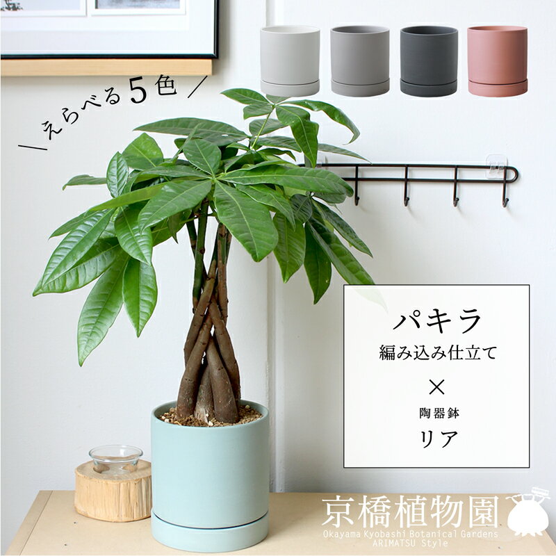 【SSクーポンあり】【SS特価品】【えらべるカラー】パキラ 編み込み仕立て×陶器鉢・リア【受け皿付】【..