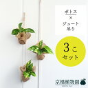 【マラソンクーポン有!】【吊って飾れる】ポトス×ジュート 吊り 3こセット【スモールサイズ/黄金かずら/斑入り/麻/ギフト/プレゼント/お祝い/新生活/おしゃれ...