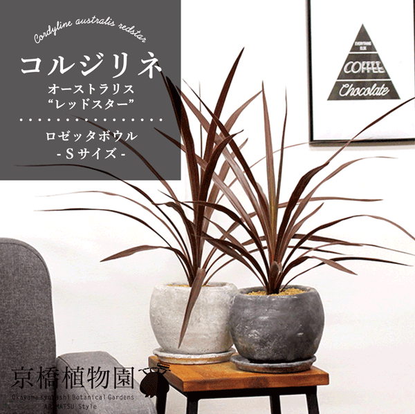 【選べる鉢カラー】【ロゼッタボウルSサイズ】コルジリネ・オーストラリス・レッドスター【受け皿付き】【ころんとしたモルタル製鉢】のサムネイル