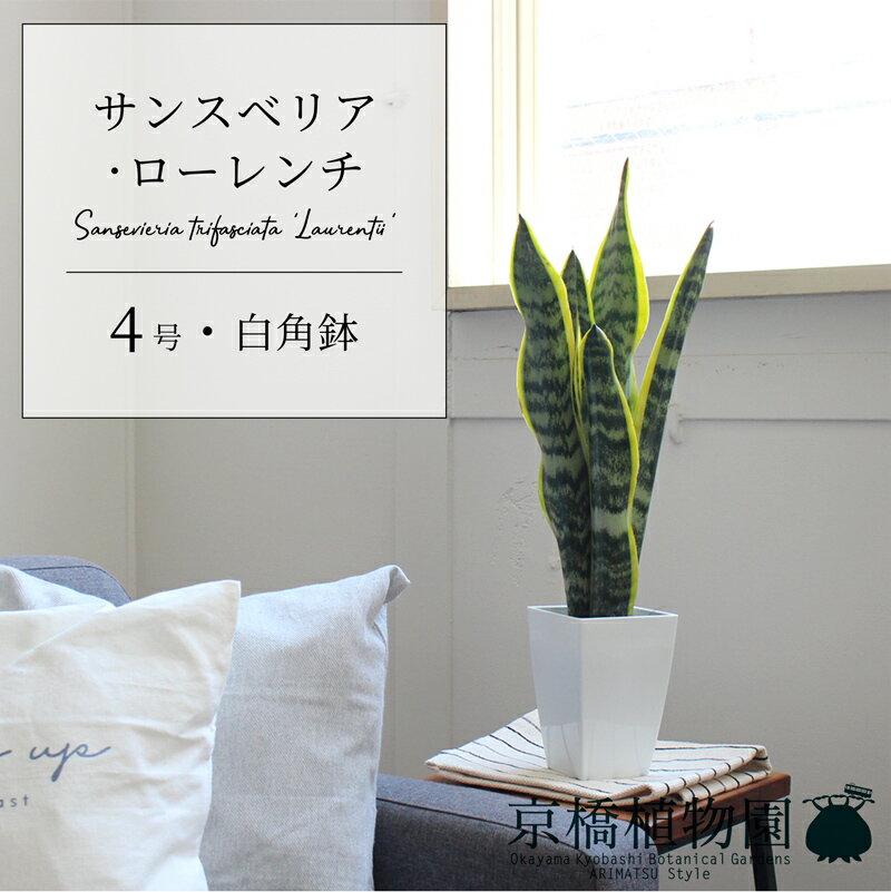 楽天市場】スリム（種類（植物）サンスベリア）（観葉植物｜花