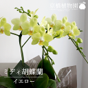 【25日はP5倍!】【マラソンクーポン有!】ミディ胡蝶蘭:イエロー系【受け皿付き】【父の日】