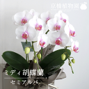 ミディ胡蝶蘭:セミアルバ(赤リップ)【受け皿付き】【父の日】