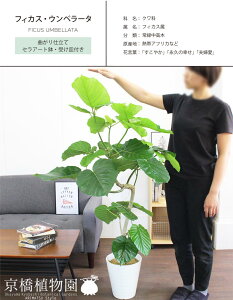 テレワークの癒しに 大型でおしゃれな観葉植物 室内用グリーン のおすすめランキング わたしと 暮らし