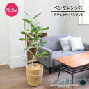 【15日はP5倍!】【マラソンクーポン有!】【ナチュラルバスケット鉢カバー】フィカス・ベンガレンシス・オードリー 7号【受け皿付】【ゴムの木】【お洒落な曲がりの...