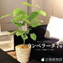 観葉植物（売れ筋ランキング） 【ハートリーフ】ウンベラータ7号【選べるバスケット鉢カバー付き】【大型】