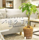 ★選べる★鉢タイプパキラ(7号)【バスケット鉢カバー付き・セラアート鉢】【ミドルサイズ/インテリア/お祝い/開店祝い/引越祝い/新築祝い/ギフト/プレゼント/育...