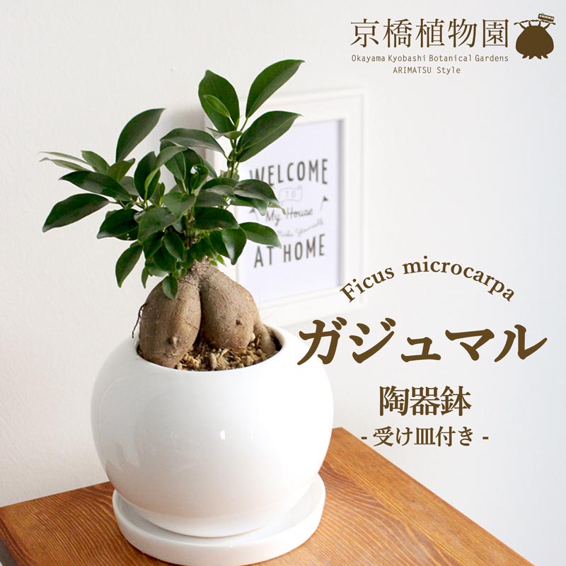 育てやすくプチギフトにおススメの観葉植物です！【マラソンクーポン...