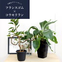 【2点セット】コウモリラン5号×フランスゴム4号【超曲がり仕立て】【ビカクシダ】【スモールサイズ/鉢植え/ギフト/プレゼント/お祝い/おしゃれ/観葉/植物】【父...