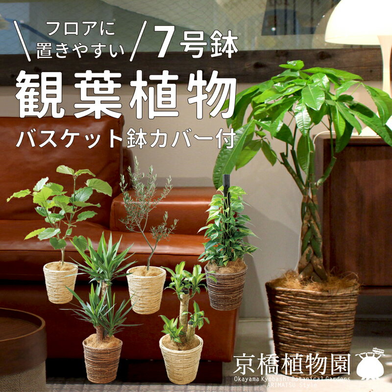 ウンベラータ ★えらべるミドルサイズ観葉植物7号鉢★パキラ/ウンベラータ/ユッカ/マッサンゲアナ/ポトス【床置き/お祝い/インテリア/バスケット/鉢カバー付き/育てやすい】【大型】