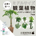 【スターターセット付】】★えらべる!ミドルサイズ観葉植物7号鉢 バスケット鉢カバー付き★パキラ/ウンベラータ/ユッカ/マッサンゲアナ/ポトス【観葉植物/おしゃれ...