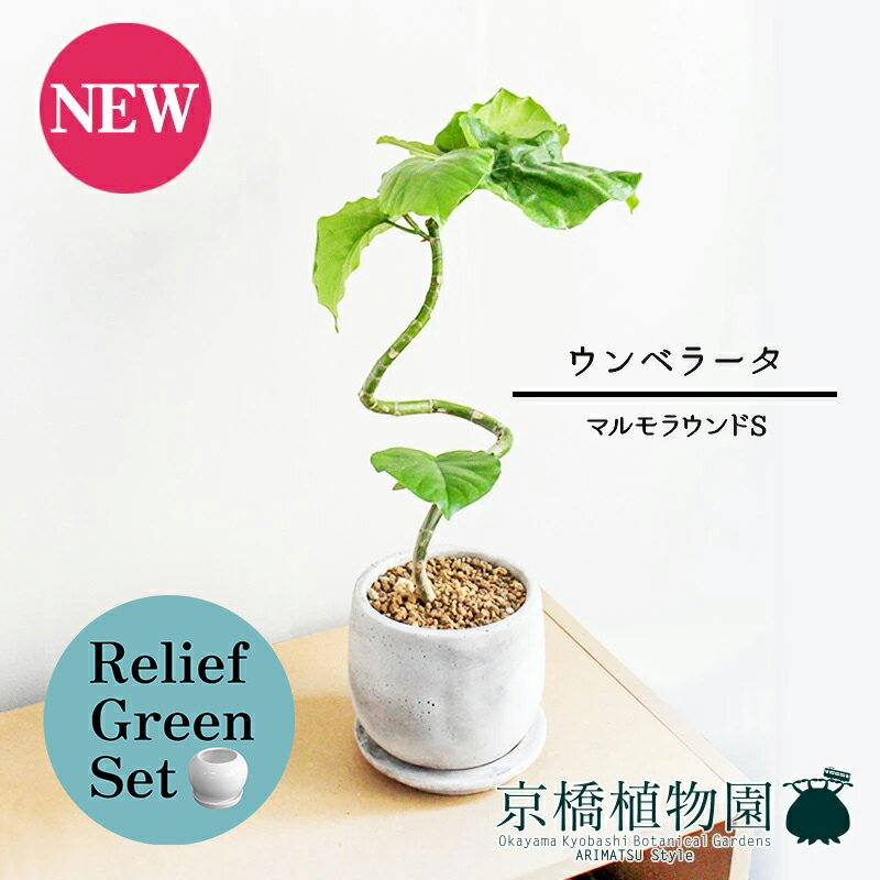 【リリーフグリーンセット】【マルモラウンドS】ウンベラータ　曲がり【受け皿付き】4G×ガジュマル【陶器鉢/受け皿付き】【2鉢セット】