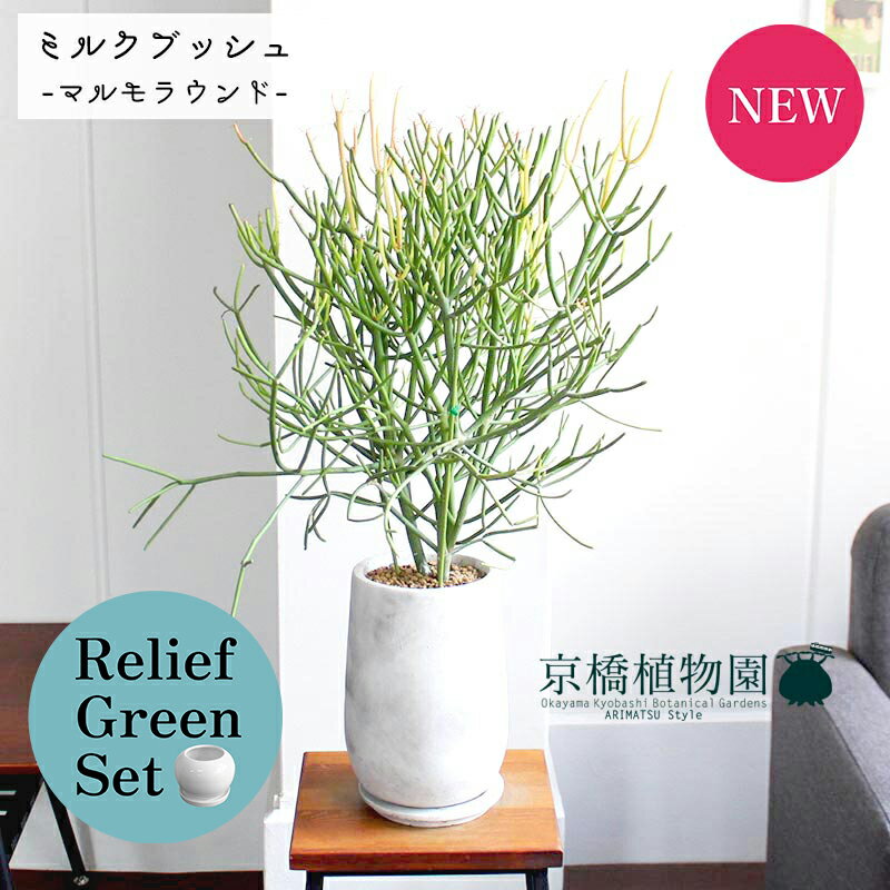 【リリーフグリーンセット】【マルモラウンドトールLサイズ】ミルクブッシュ（青珊瑚）【受け皿付き】×ガジュマル【陶器鉢/受け皿付き】【2鉢セット】