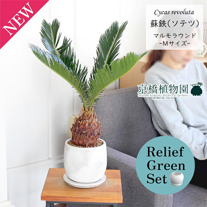 【SSクーポンあり】【リリーフグリーンセット】【マルモラウンドMサイズ】ソテツ（蘇鉄）【受け皿付き..