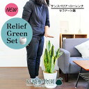 【リリーフグリーンセット】【白セラアート鉢】サンスベリア・ローレンチ 7号 ×ガジュマル【陶器鉢/受け皿付き】【2鉢セット】
