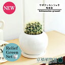 【リリーフグリーンセット】【陶器鉢/ホワイト】サボテン 金鯱(キンシャチ)【受け皿付き】3.5G×ガジュマル【陶器鉢/受け皿付き】【2鉢セット】