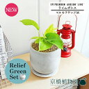【リリーフグリーンセット】【マルモラウンドM】ライムポトス【受け皿付き】pot×ガジュマル【陶器鉢/受け皿付き】【2鉢セット】