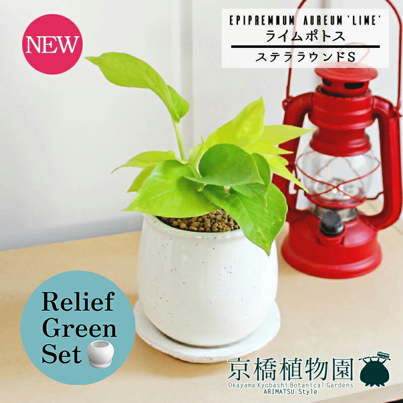 【SSクーポンあり】【リリーフグリーンセット】【ステララウンド：Sサイズ/陶器鉢】ライムポトス【受け..