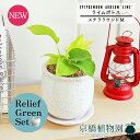 【リリーフグリーンセット】【ステララウンド:Mサイズ/陶器鉢】ライムポトス【受け皿付き】pot×ガジュマル【陶器鉢/受け皿付き】【2鉢セット】