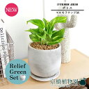 【20日はP5倍!】【リリーフグリーンセット】【マルモラウンドM】ポトス【受け皿付き】pot×ガジュマル【陶器鉢/受け皿付き】【2鉢セット】