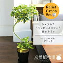 【リリーフグリーンセット】【セラアート鉢:ブラック】シェフレラ‘ハッピーイエロー’ 曲がり7号 ×フランスゴム 曲がり【陶器鉢/受け皿付き】【2鉢セット】