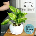 【リリーフグリーンセット】ポトス【受け皿付き】×ガジュマル【陶器鉢/受け皿付き】【2鉢セット】