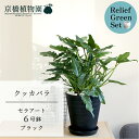 【リリーフグリーンセット】クッカバラ 6号【黒セラアート鉢 ブラック】×ガジュマル【陶器鉢/受け皿付き】【2鉢セット】