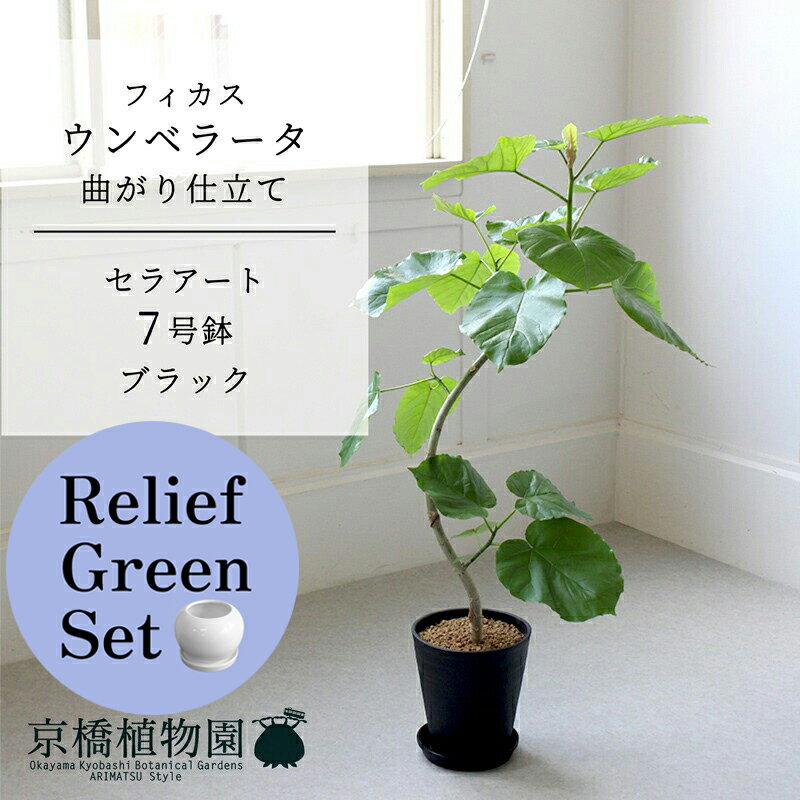 【リリーフグリーンセット】【セラアート鉢／ブラック 黒】フィカス　ウンベラータ　曲がり　7号　×サンスベリア【陶器鉢/受け皿付き】【2鉢セット】