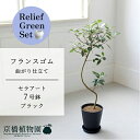 【リリーフグリーンセット】【セラアート鉢/ブラック 黒】フランスゴム(フィカス・ルビギノーサ) 曲がり 7号【受け皿付き】 ×サンスベリア【陶器鉢/受け皿付き】【2鉢セット】