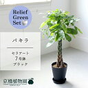 【リリーフグリーンセット】【セラアート鉢/ブラック 黒】パキラ 7号【受け皿付き】×サンスベリア【陶器鉢/受け皿付き】【2鉢セット】