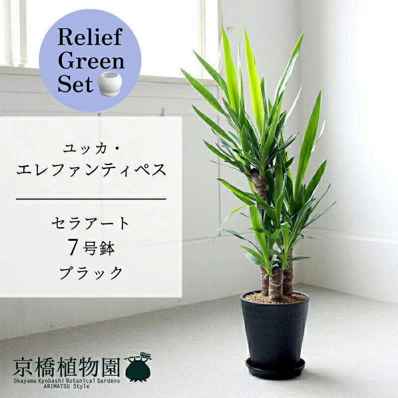 【SSクーポンあり】【SS特価品】【リリーフグリーンセット】【セラアート鉢／ブラック 黒】ユッカ・エ..