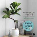 【15日はP5倍!】【リリーフグリーンセット】【ステララウンド:Lサイズ/陶器鉢】カシワバゴムノキ・バンビーノ【受け皿付き】×ガジュマル【陶器鉢/受け皿付き】【...