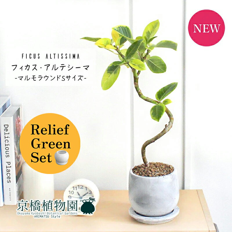 【30日はP5倍！】【SS特価品】【リリーフグリーンセット】【マルモラウンドSサイズ/受け皿付き】フィカス・アルテシーマ 曲がり 4G×フランスゴム 曲がり【陶器鉢/受け皿付き】【2鉢セット】