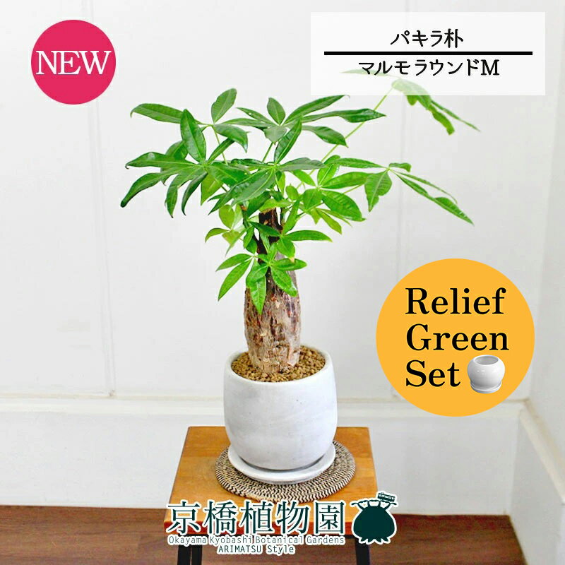 【SSクーポンあり】【SS特価品】【リリーフグリーンセット】【マルモラウンドM】パキラ　朴　5G×フラン..