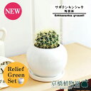 【リリーフグリーンセット】【陶器鉢/ホワイト】サボテン 金鯱(キンシャチ)【受け皿付き】3.5G×フランスゴム 曲がり【陶器鉢/受け皿付き】【2鉢セット】