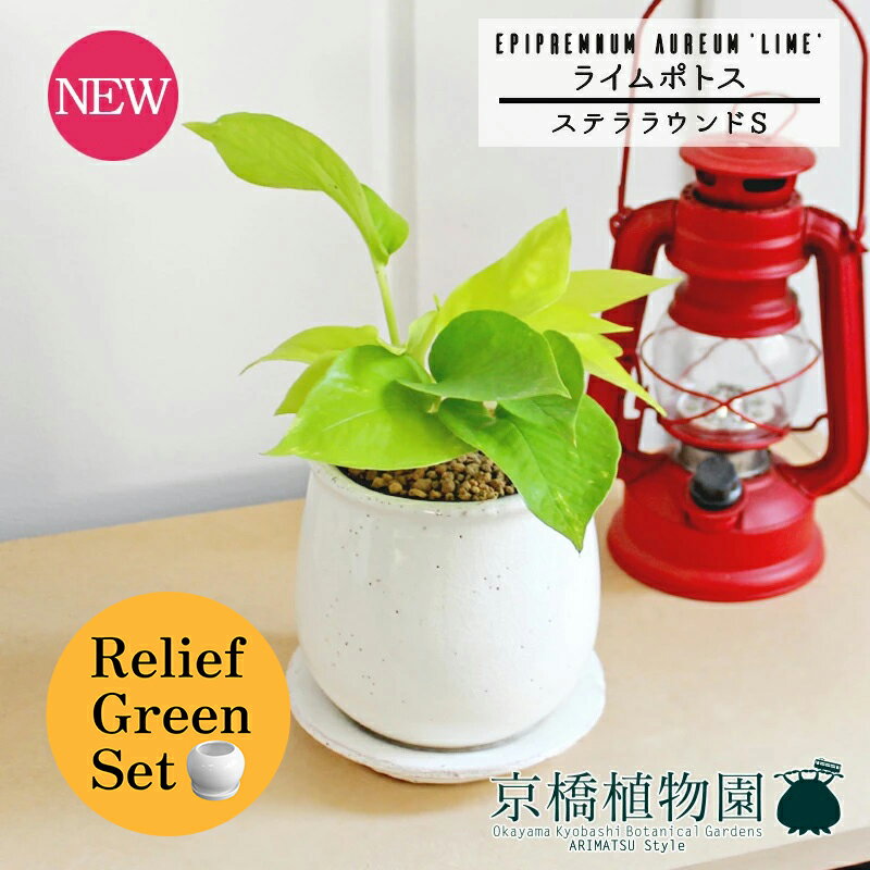 【SSクーポンあり】【SS特価品】【リリーフグリーンセット】【ステララウンド：Sサイズ/陶器鉢】ライム..