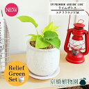 【リリーフグリーンセット】【ステララウンド:Mサイズ/陶器鉢】ライムポトス【受け皿付き】pot×フランスゴム 曲がり【陶器鉢/受け皿付き】【2鉢セット】