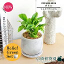 【15日はP5倍!】【リリーフグリーンセット】【マルモラウンドS】ポトス【受け皿付き】pot×フランスゴム 曲がり【陶器鉢/受け皿付き】【2鉢セット】