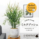 【リリーフグリーンセット】【マルモラウンドLサイズ】ミルクブッシュ【受け皿付き】×フランスゴム 曲がり【陶器鉢/受け皿付き】【2鉢セット】