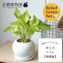 【15日はP5倍!】【リリーフグリーンセット】ポトス・ライム【陶器鉢/受け皿付】×フランスゴム 曲がり【陶器鉢/受け皿付き】【2鉢セット】